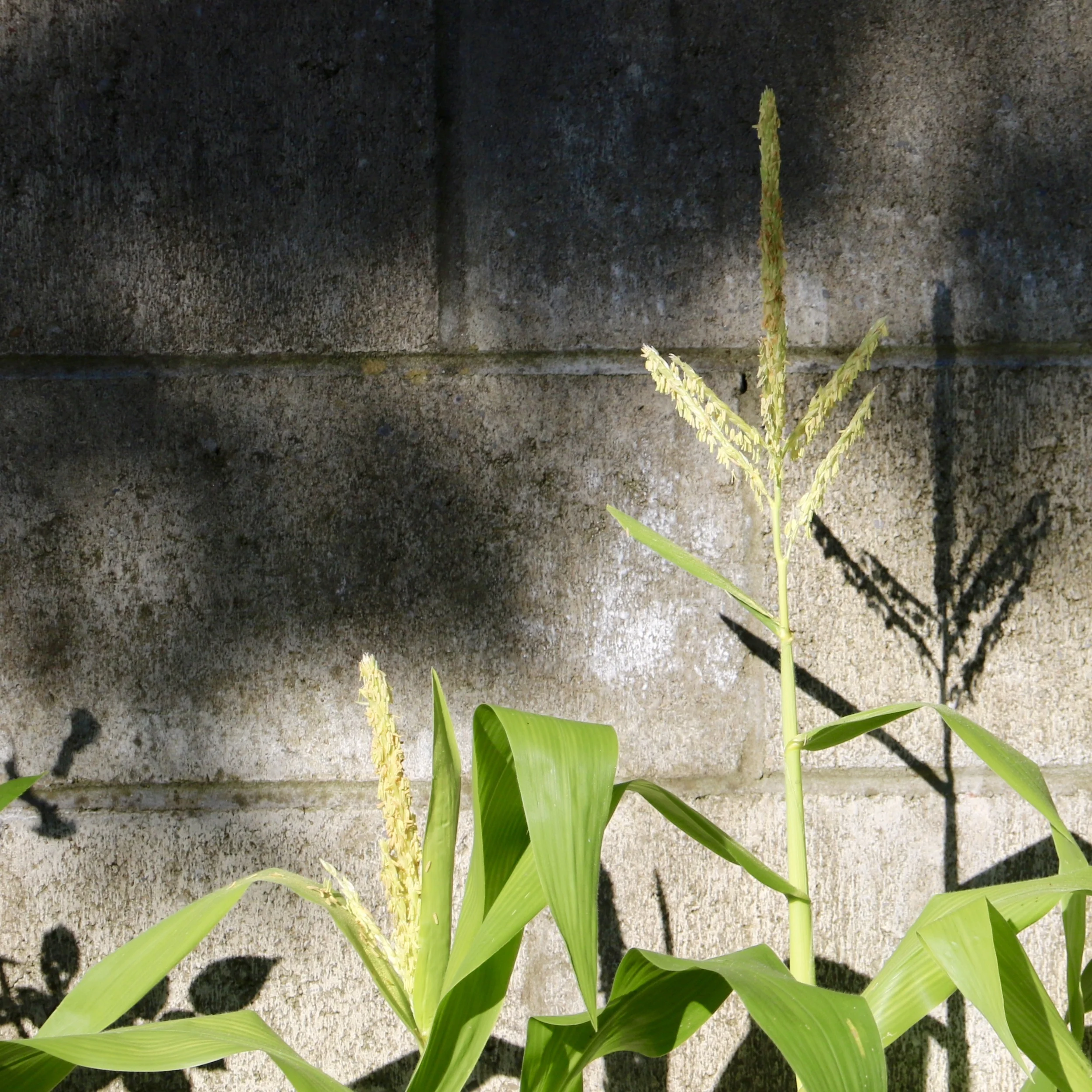 Episode 3-2: Aabir Dey on Seed Security