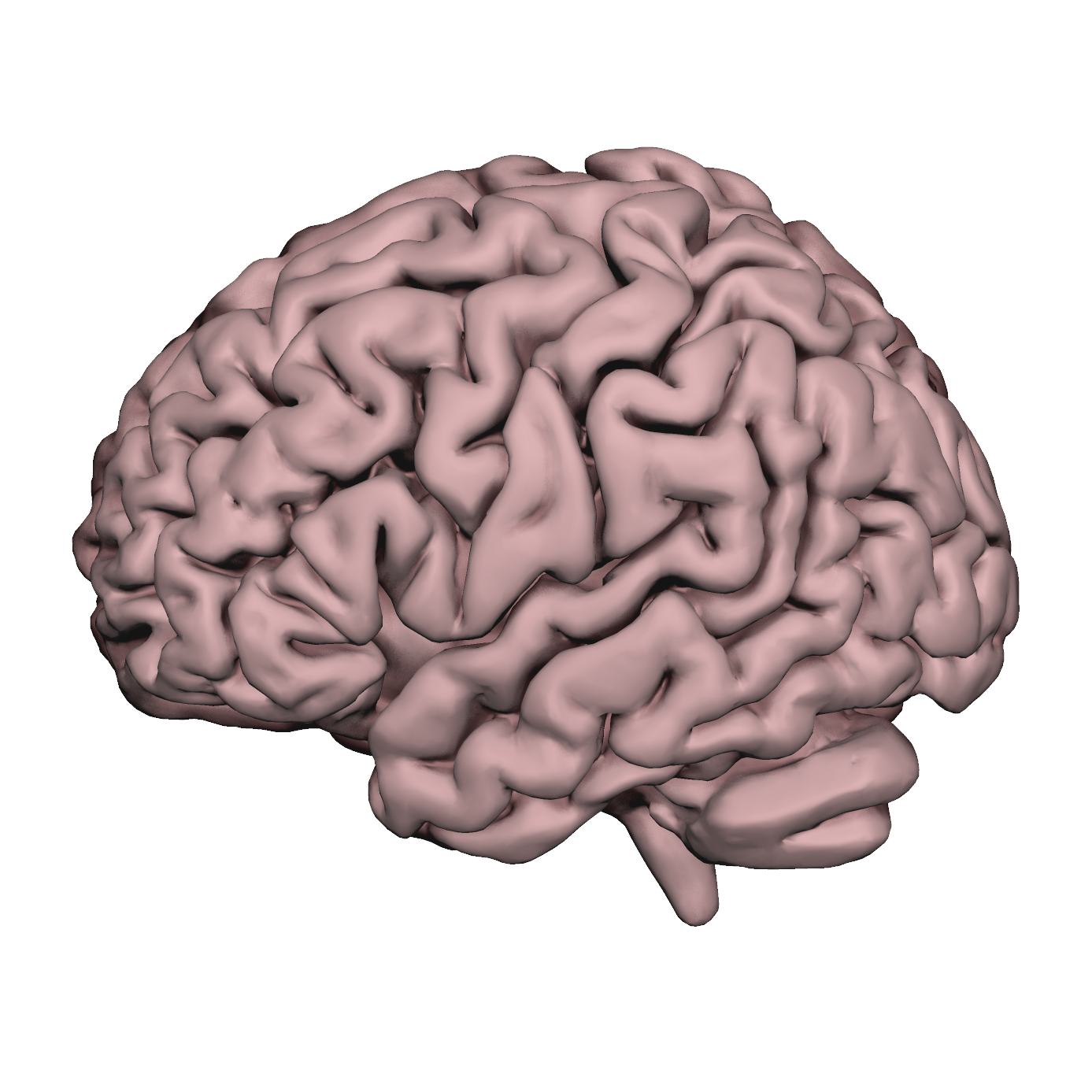 Brain mesh2 w/ cerebellum (Surfice)