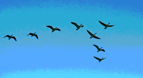 geese-flying.jpg
