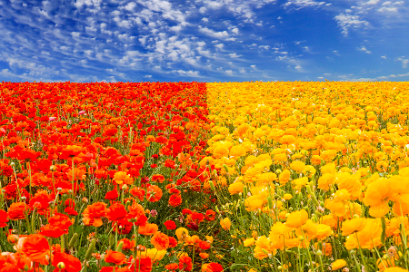 Carlsbad Flower Fields - PhotoExtract featured photogrpher