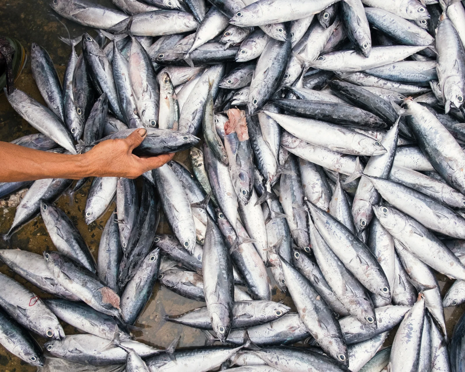 cathgrey-THfishmarket-13-2017.jpg