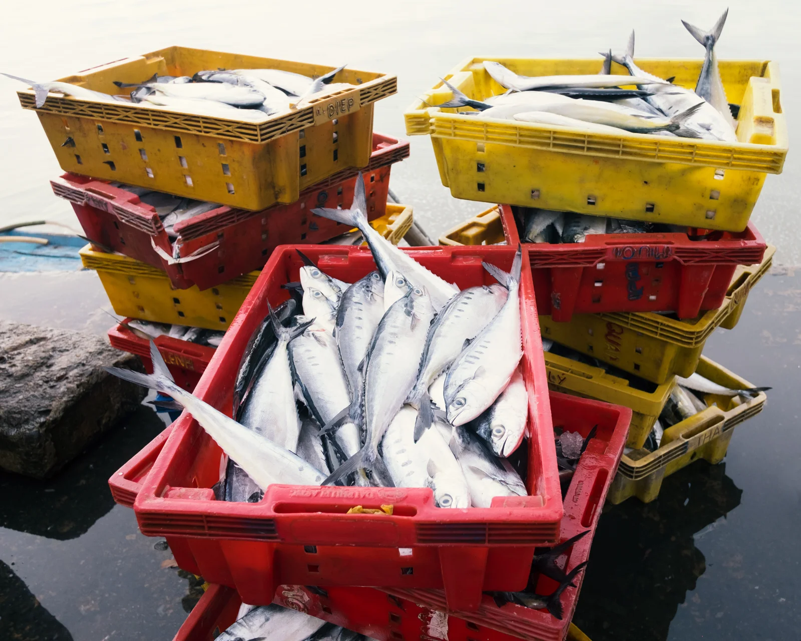 cathgrey-THfishmarket-02-2017.jpg