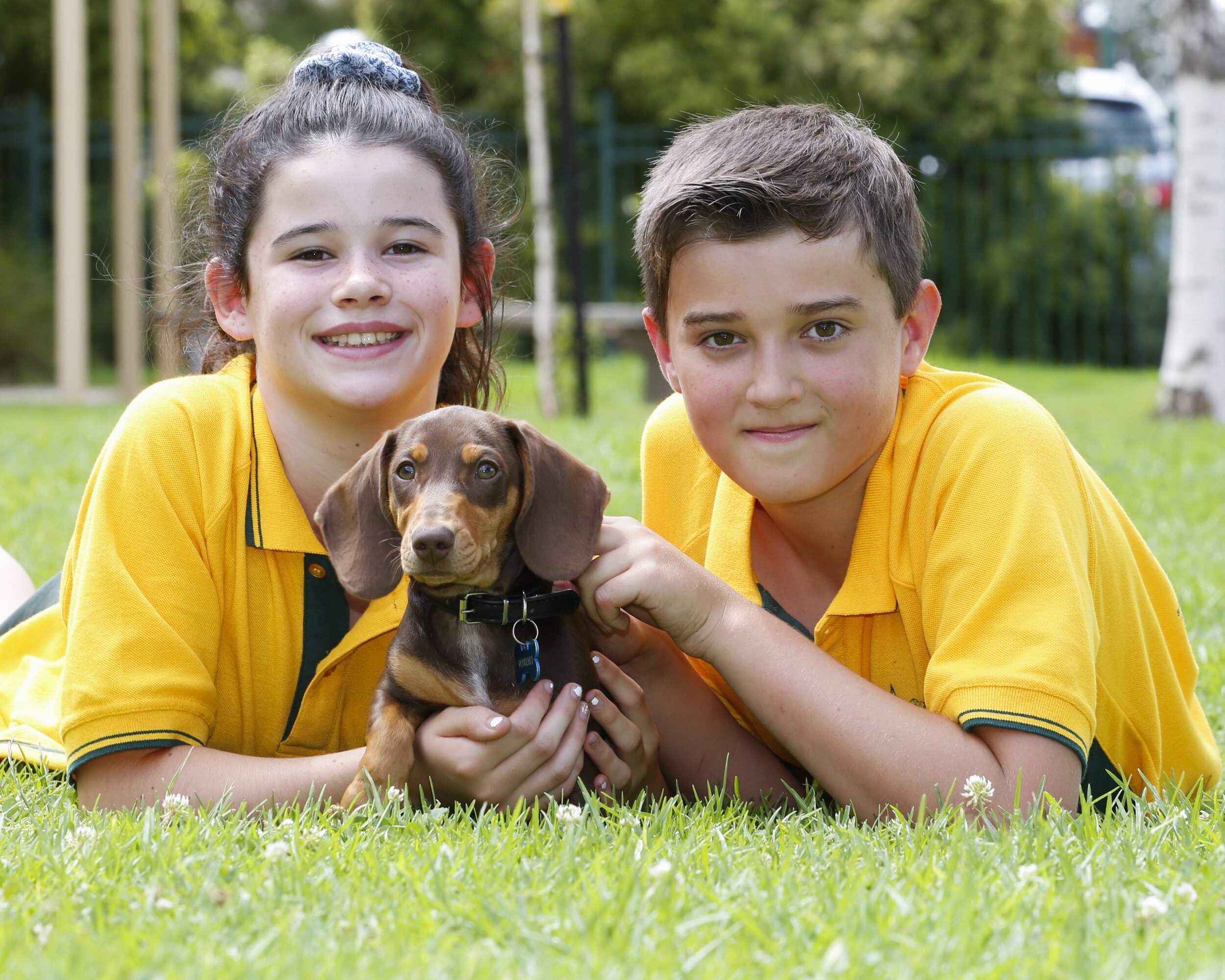 echuca primary 208 new dog - 01.JPG