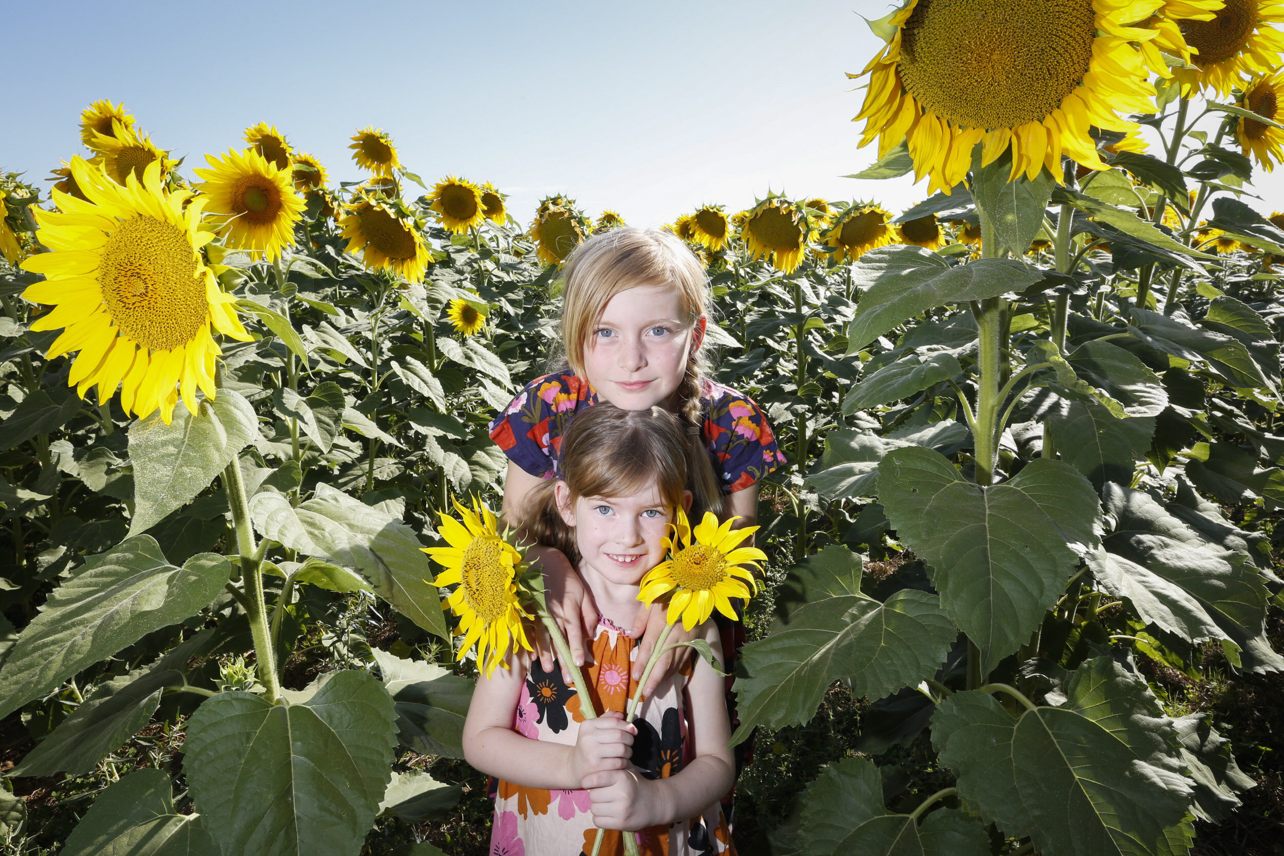 sunflowers of timmering- cath grey 08.jpg