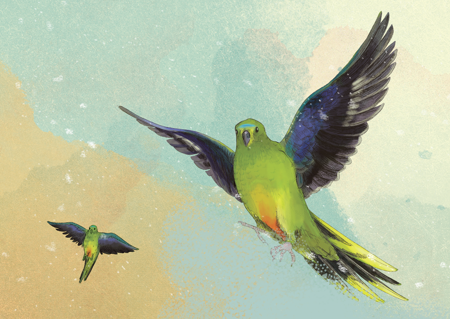 OPB-Postcard-illo.png