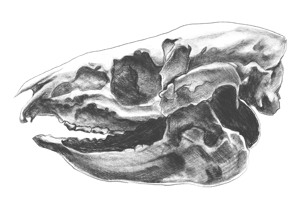pig-skull.jpg