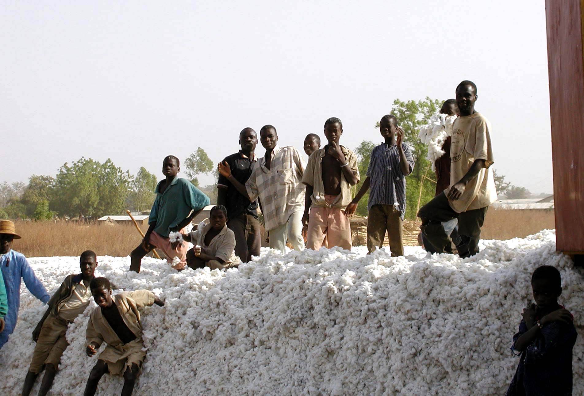 Cotton Harvest