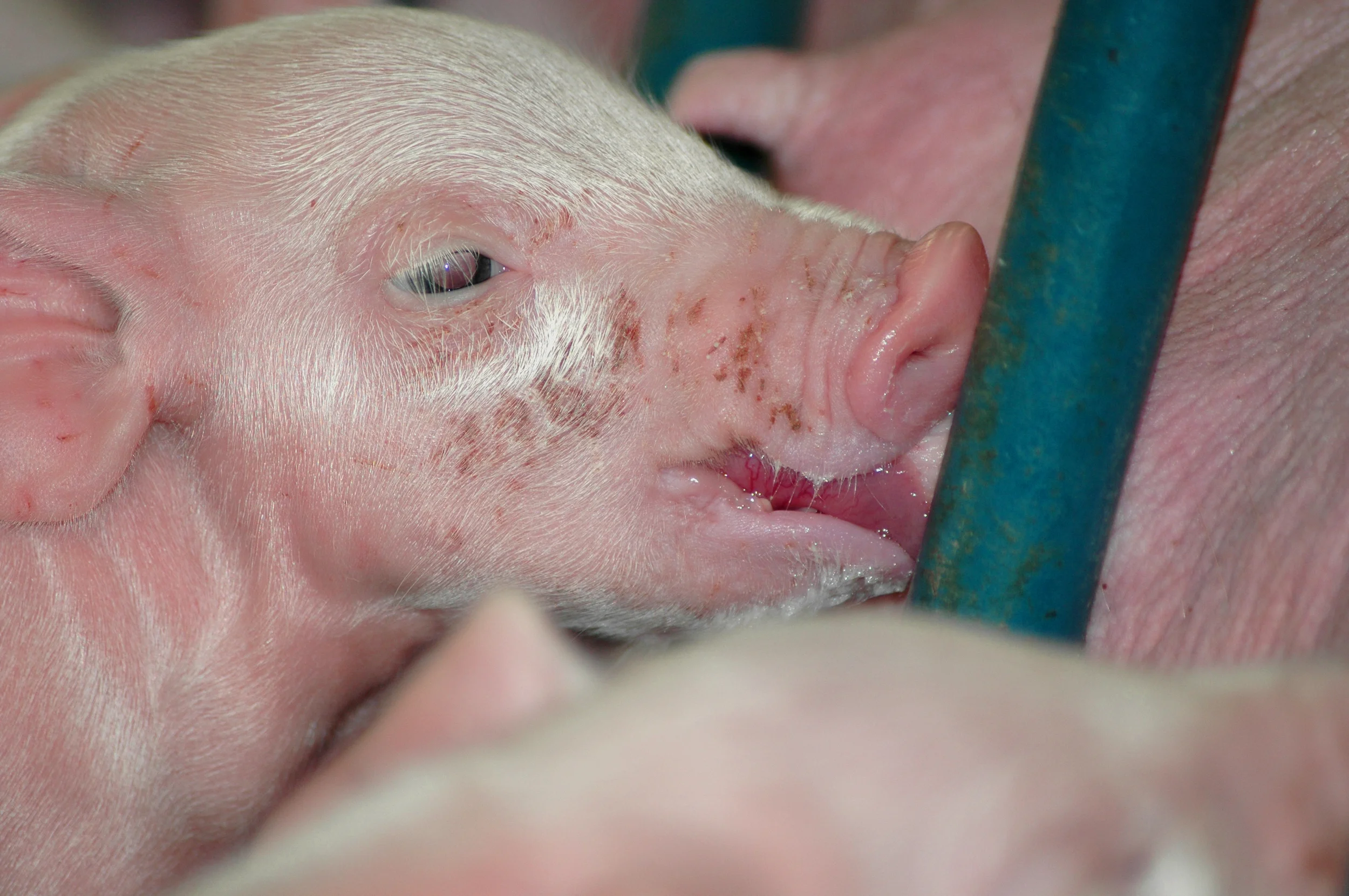 This Little Piggy