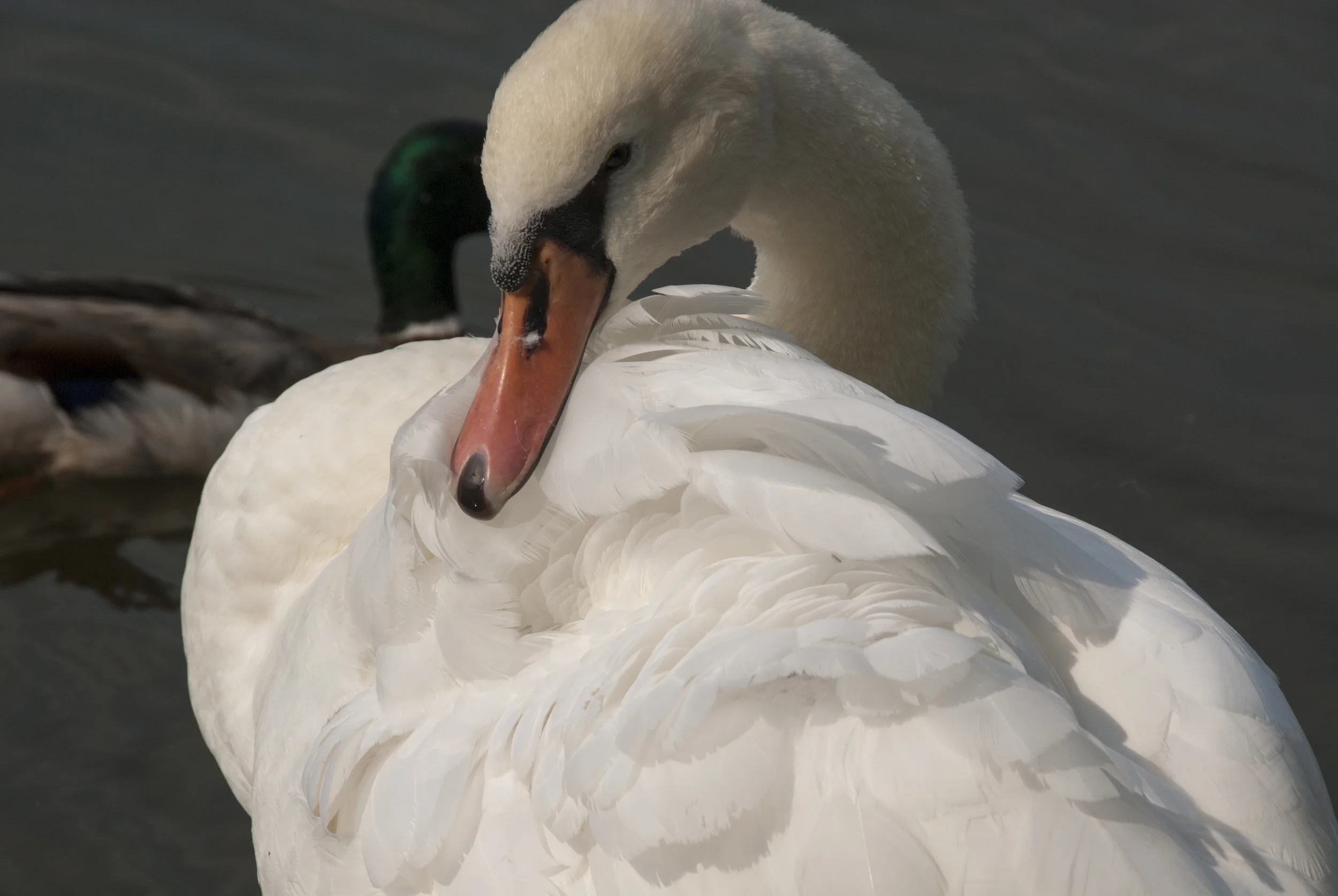 Primping Swan