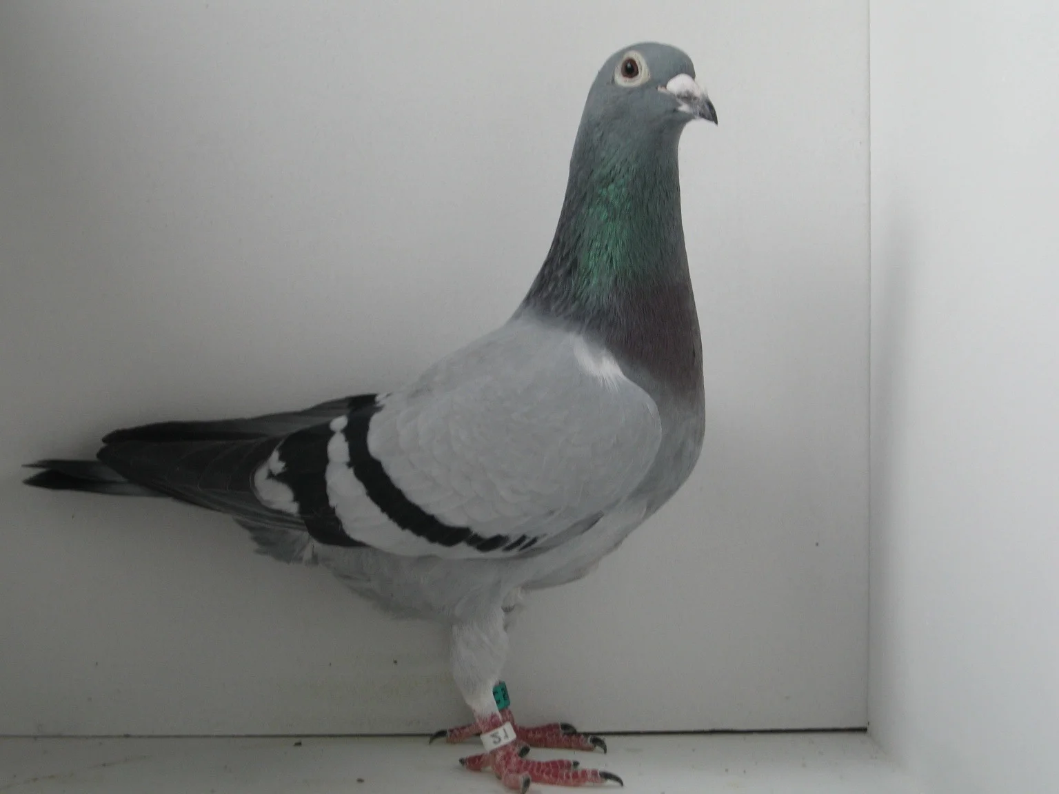 Nice birdy