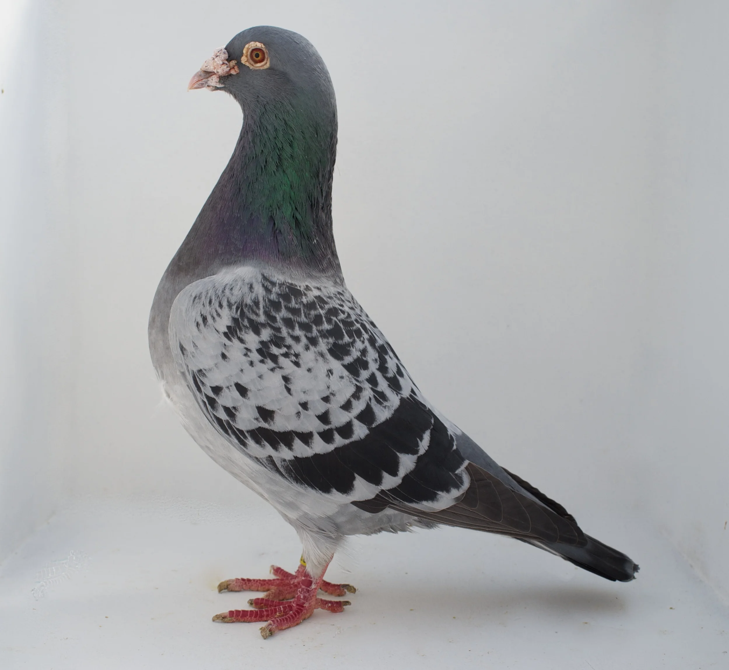 Pigeons 2.jpg