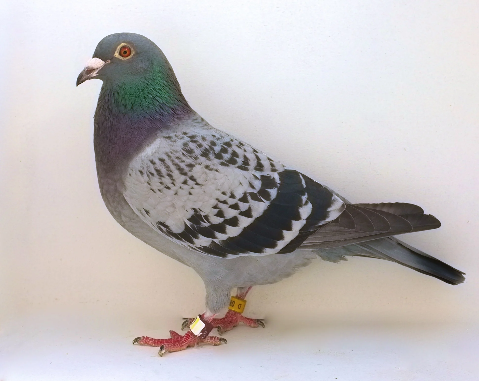 Pigeons 3.jpg
