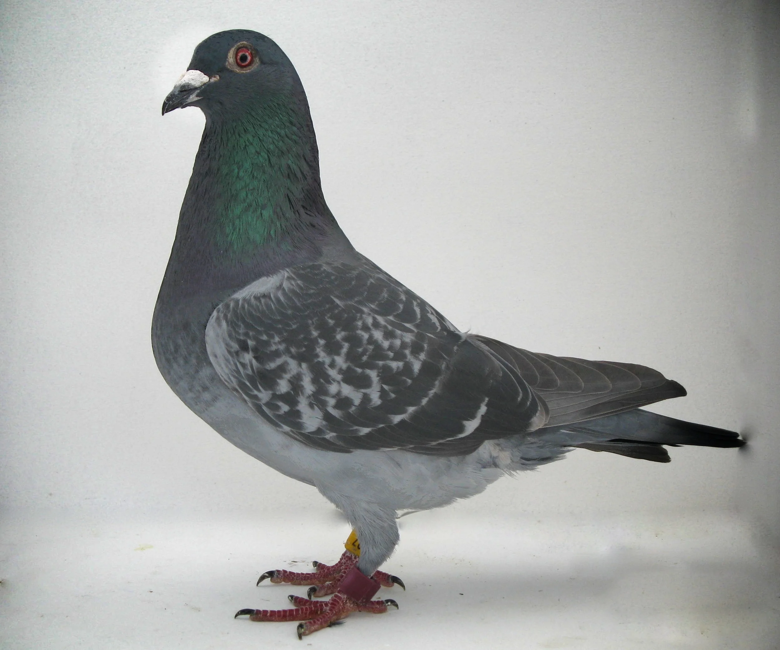 Pigeons 4.jpg