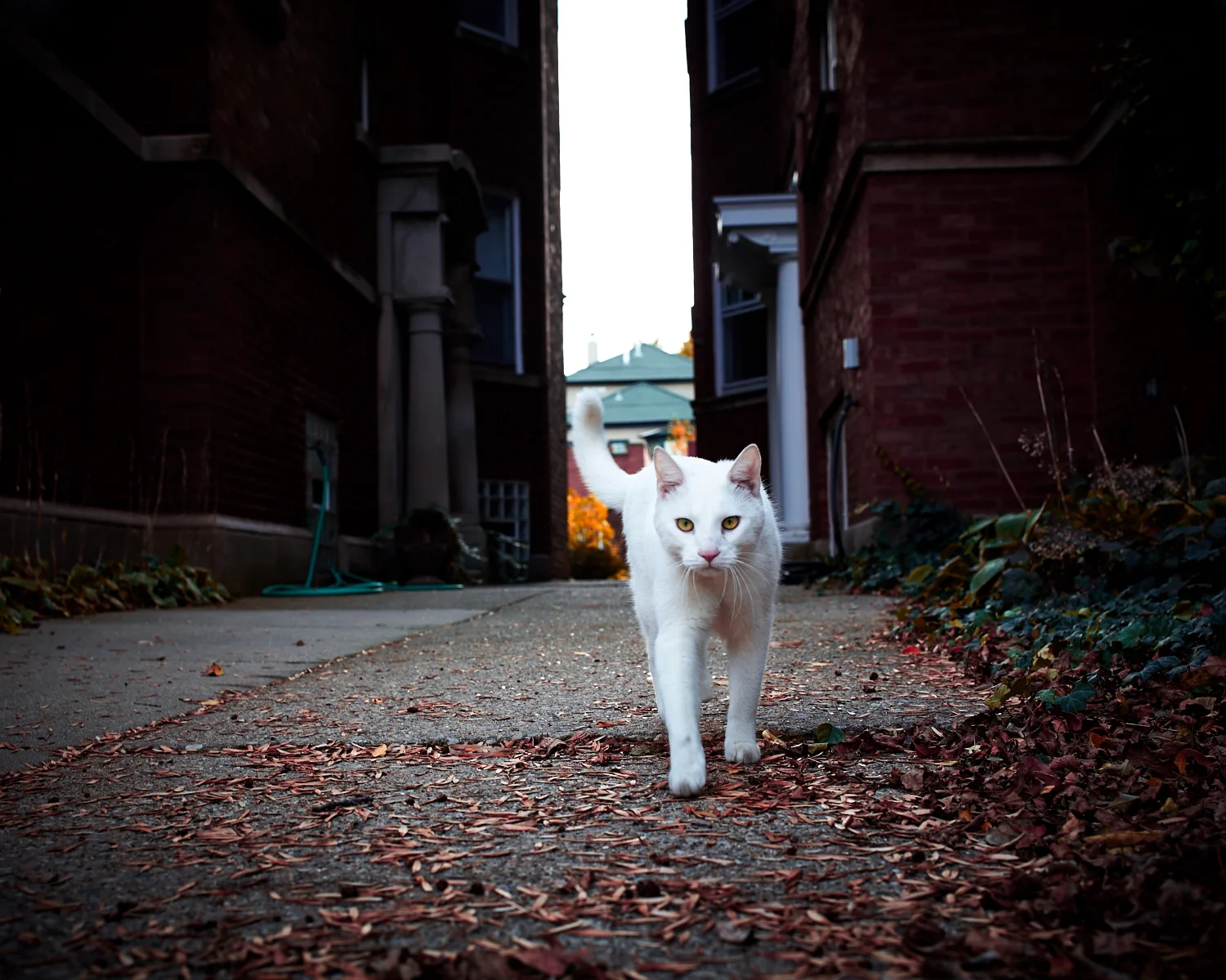 Cat (chicago) #2