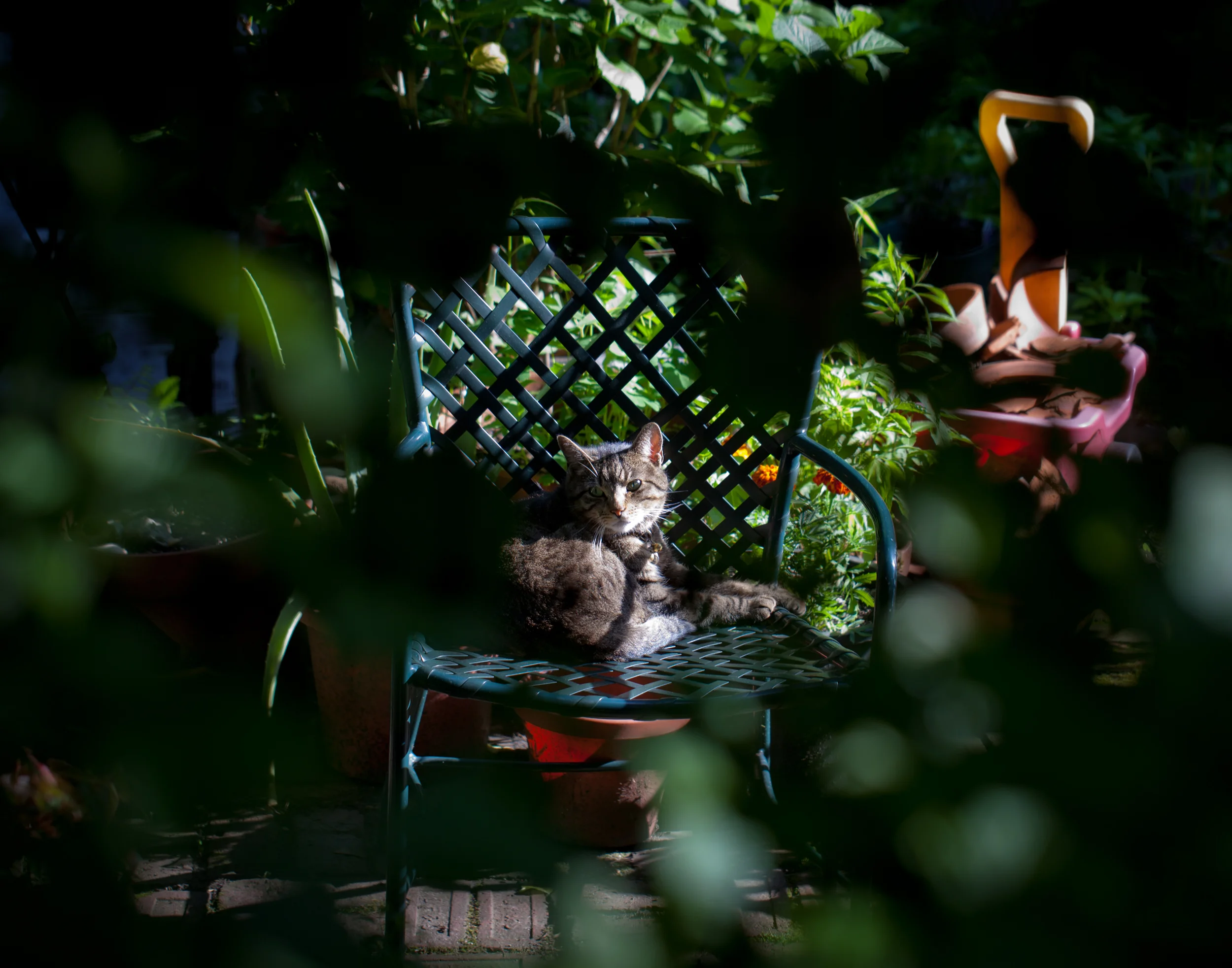 Cat (brooklyn heights)