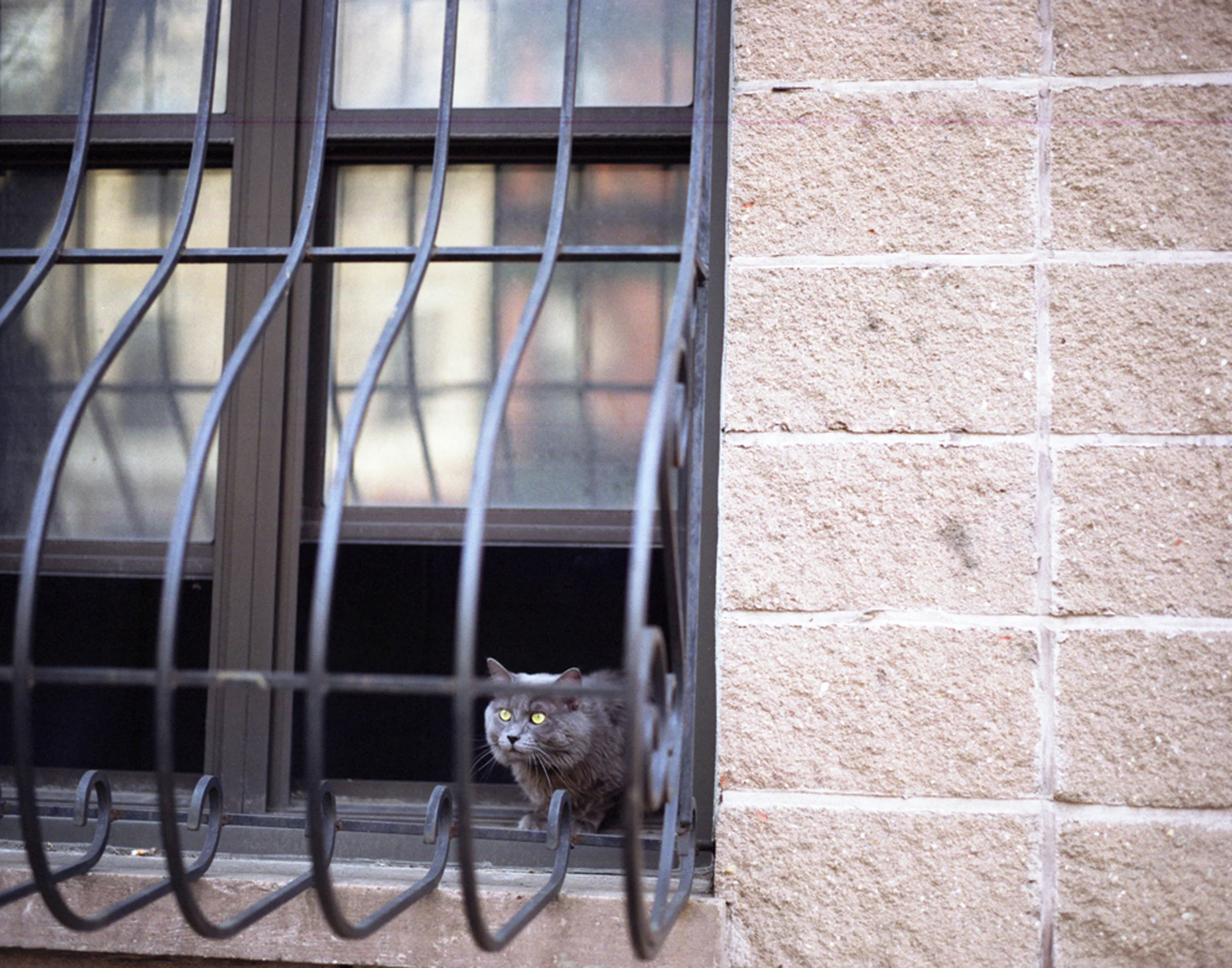 Cat (behind bars)