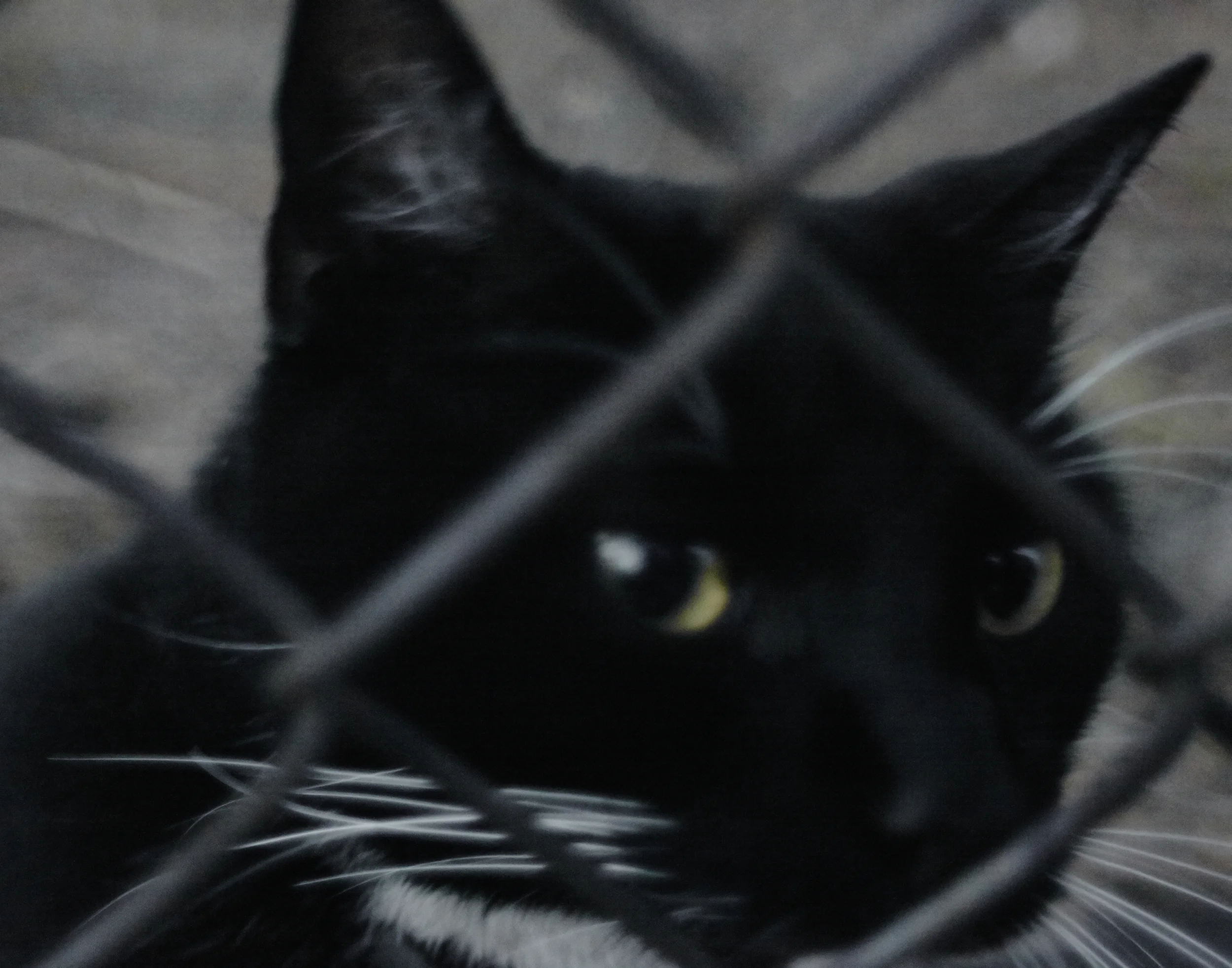 Black Cat (Kane St)