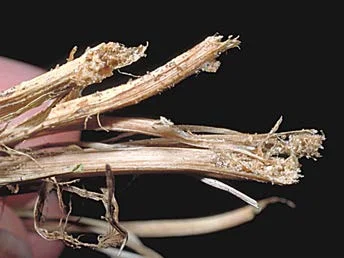 Billbug damage to stem bases. (Ohio State University photo)
