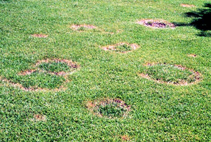 Ring Spot Disease. (University of Minnesota Extension photo)