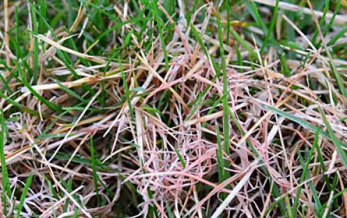Red Thread Disease (University of Maryland Extension photo)