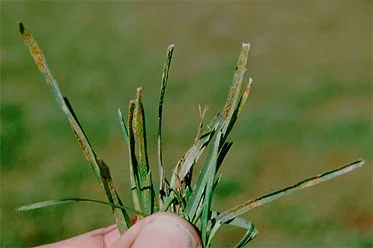 Rust Disease (University of Illinois Extension photo)