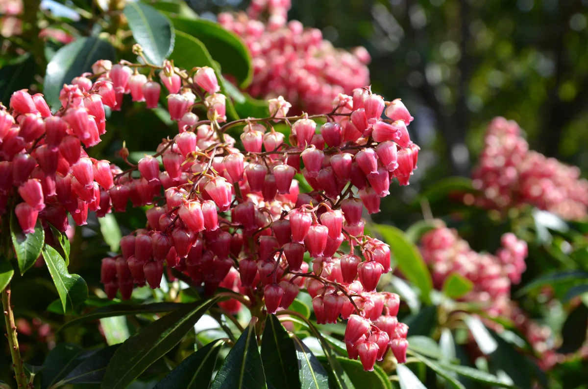 This is one of my very first shots - I won't torture you with the out-of-focus ones) with my new (used) Nikon D7000. 