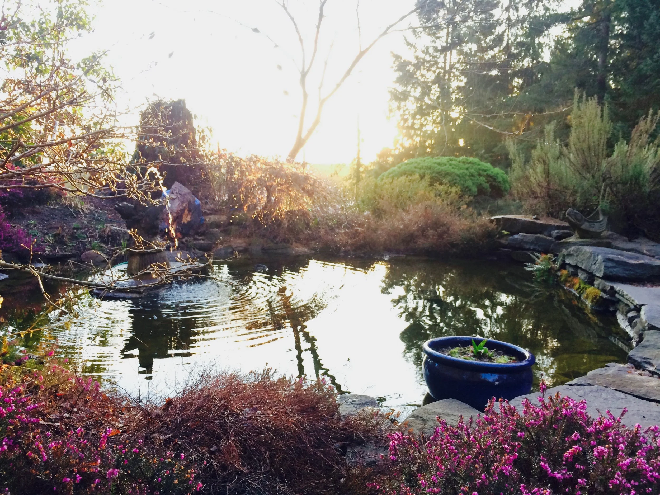 This I shot on my little iPhone, and almost dismissed it because it was overexposed and sapped of colour originally. But a little editing and punching up the colours brought up the true beauty.