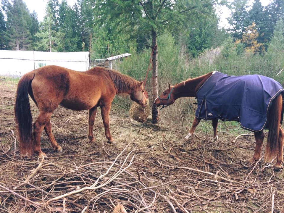 Two horses early days Honour blanket.jpg