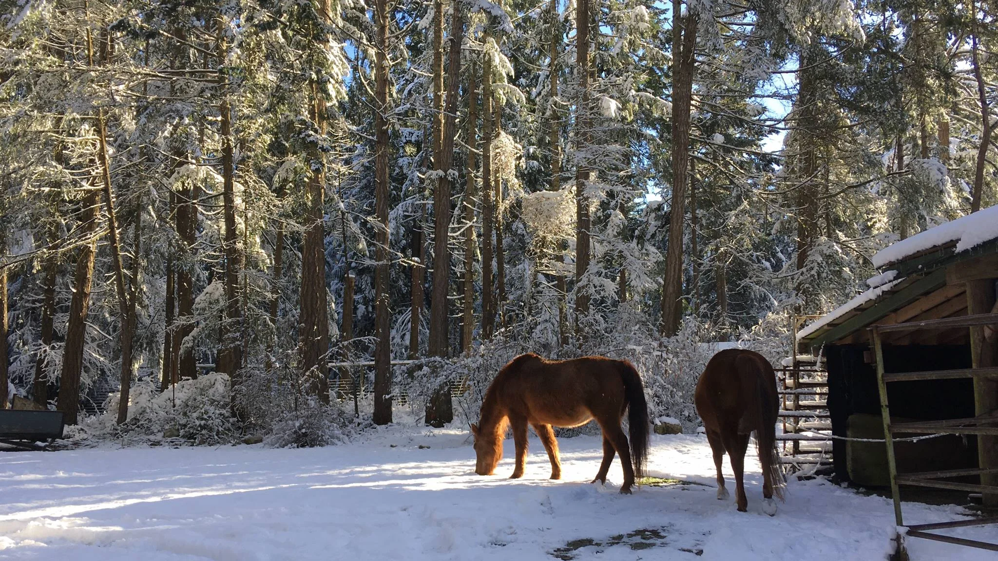 Two horses in snow by barn.jpg