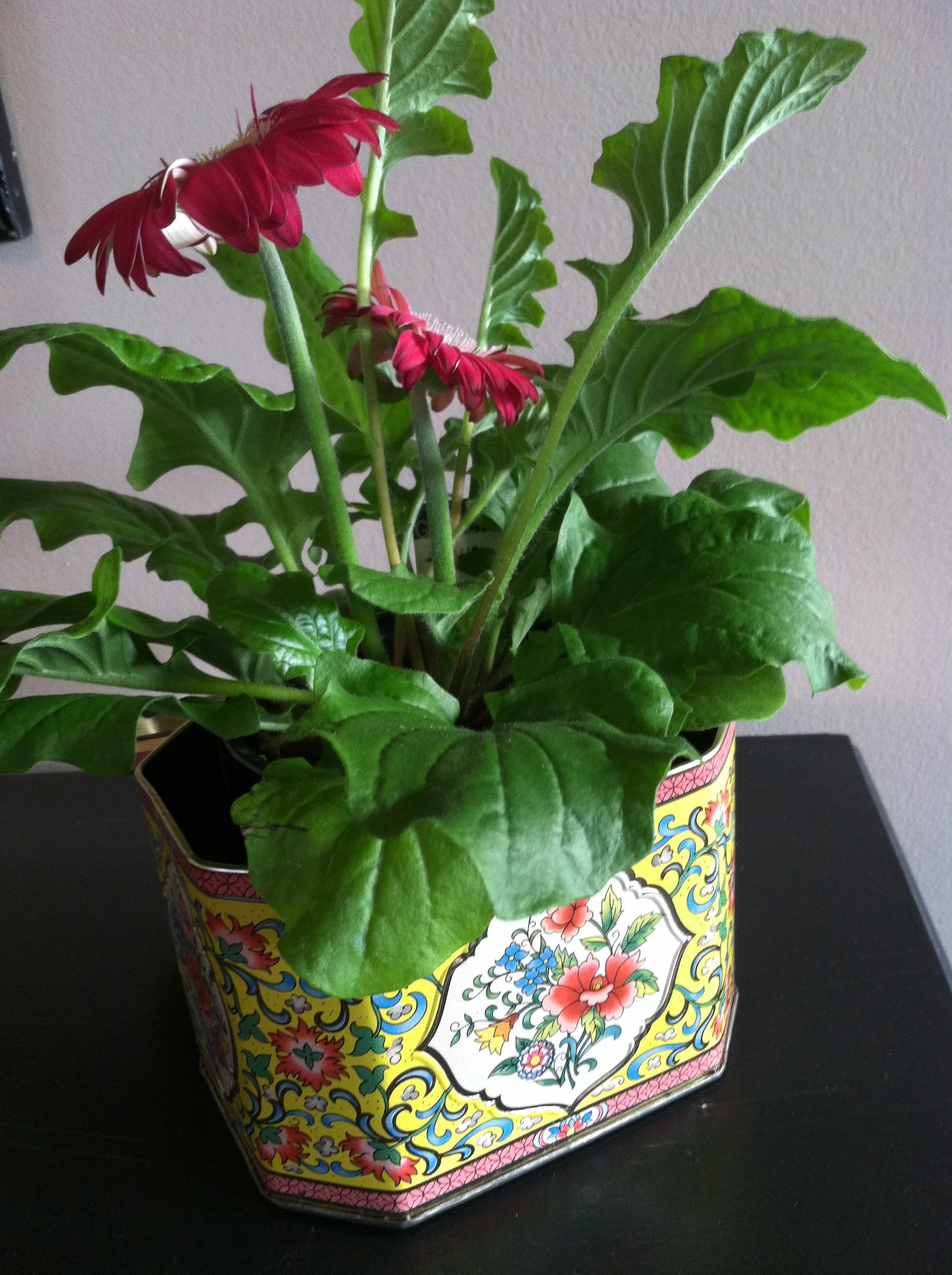  I splurged on this tin (a whole dollar) but it's got a cute lid attached and works great as a temporary planter. 