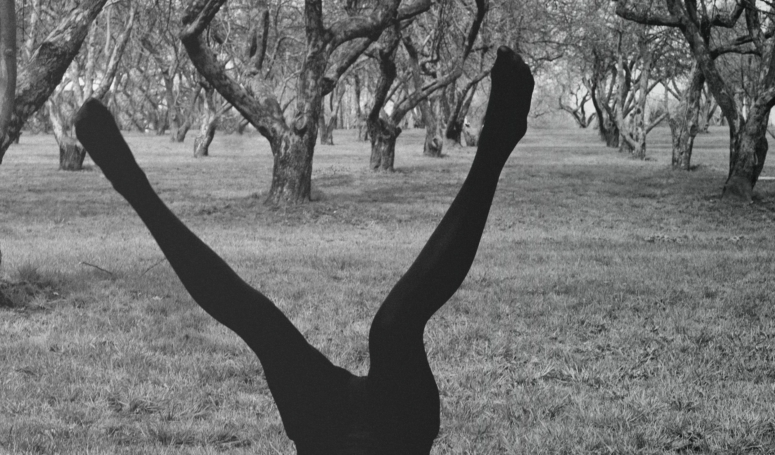 tree.jpg