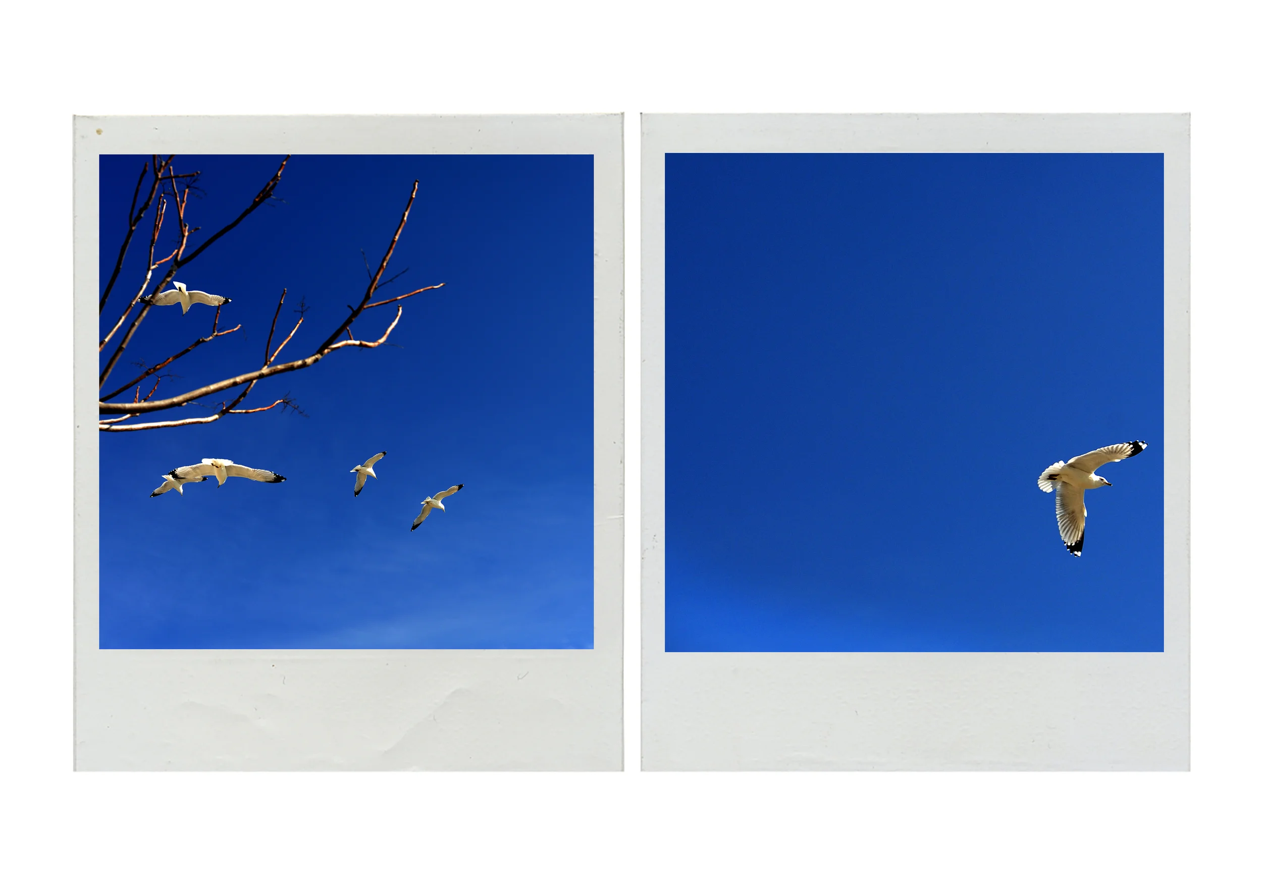 Birds.jpg
