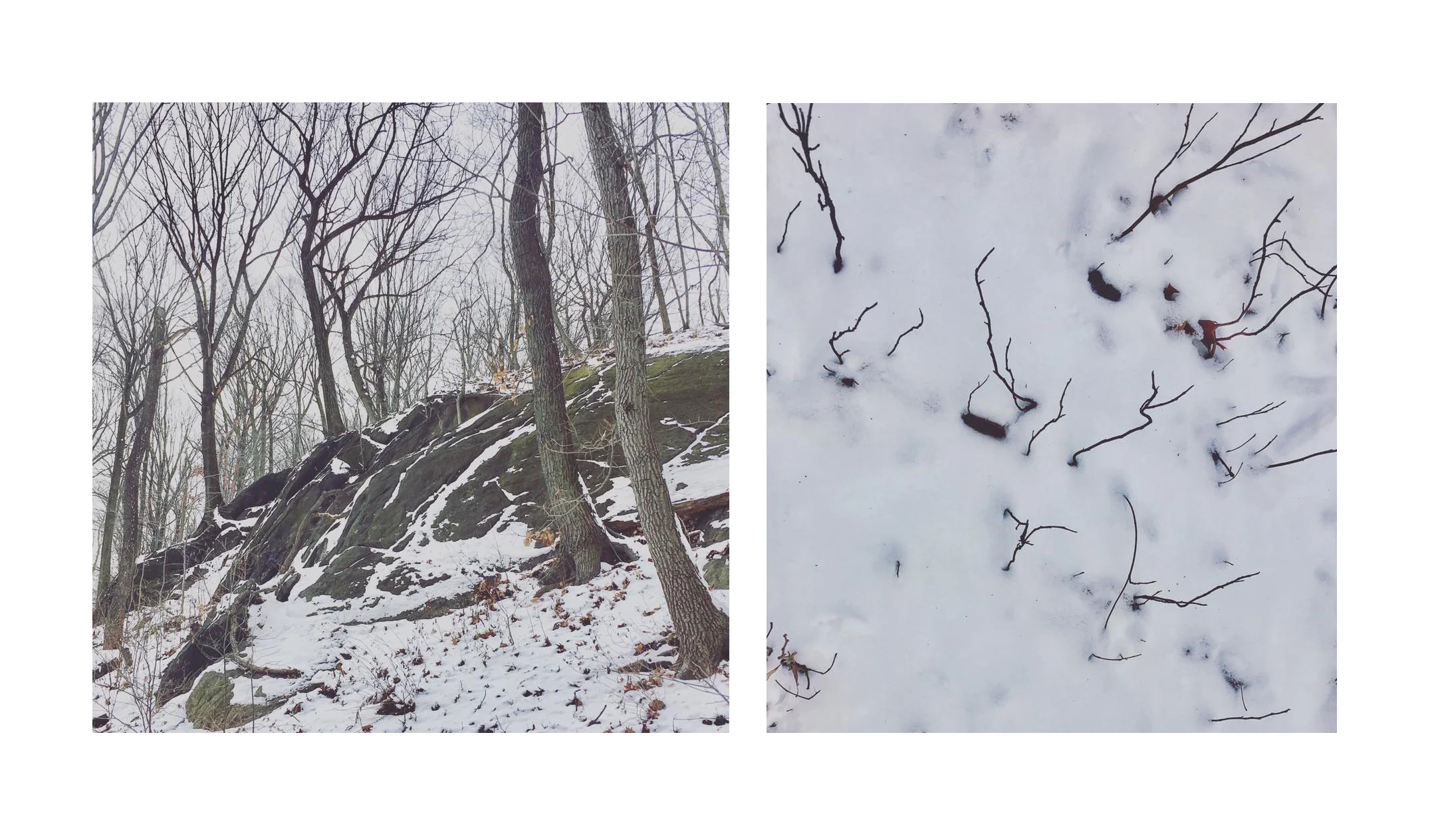 winter-forest-1.jpeg