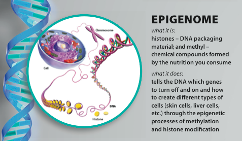 Epigenetics — Quality Lunasin