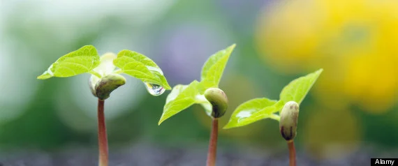 r-SOYBEAN-CANCER-large570.jpg