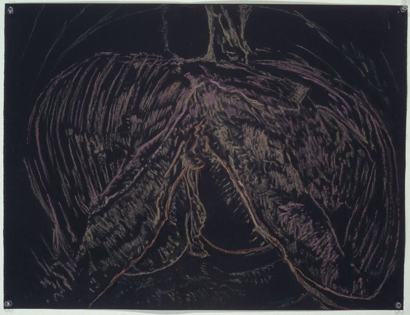 Mimi.Gross.anatomy.046.jpg