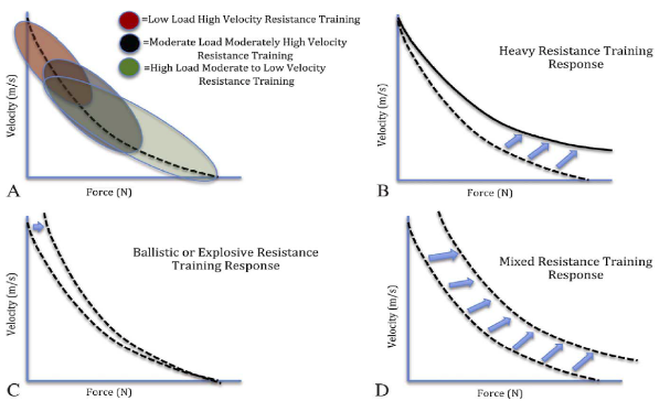 A theoretical graph of adaptation to different modes of training above, and force-velocity curves of IIa fibers of control subjects vs bodybuilders vs power athletes 4,7