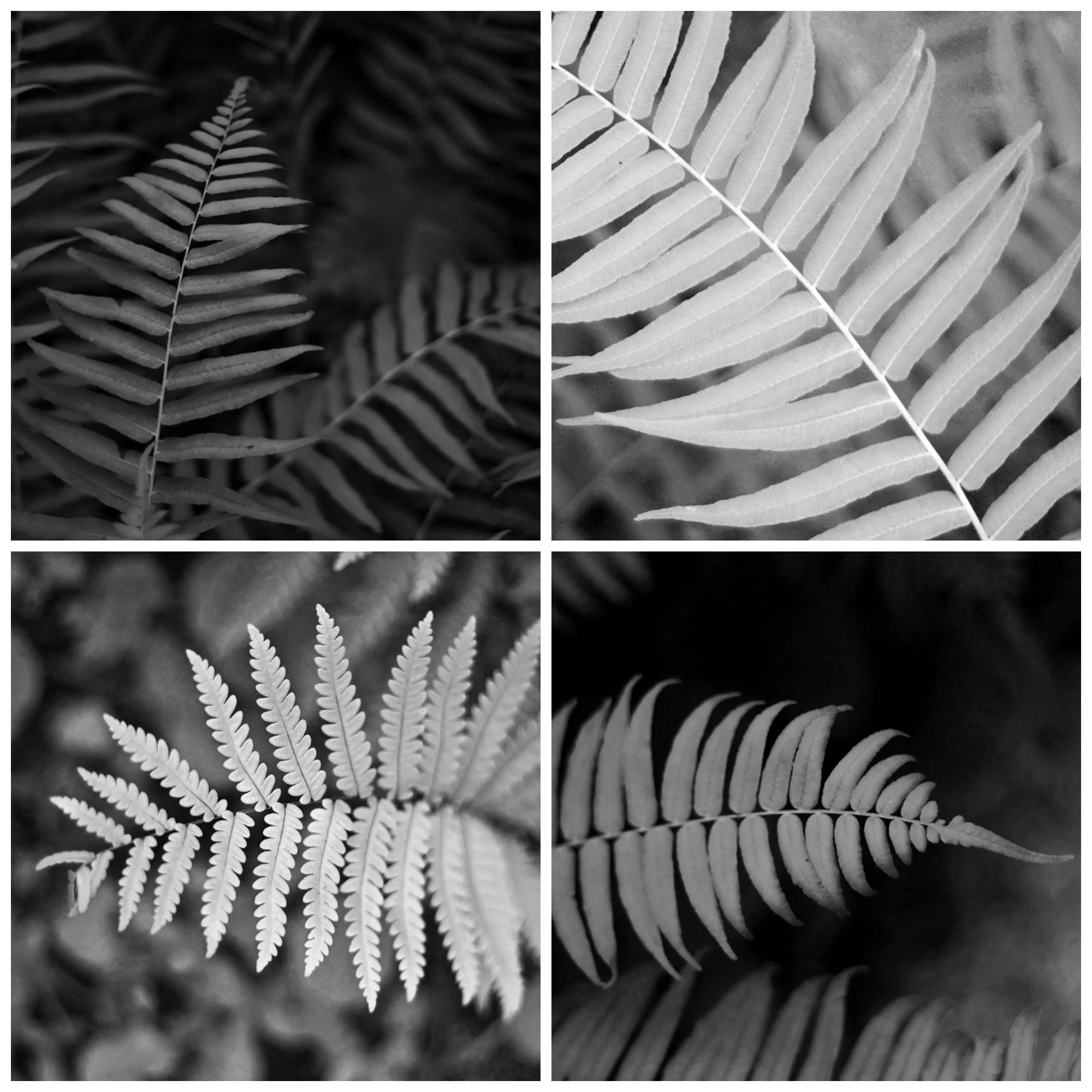 mckellar-fern-2.jpg