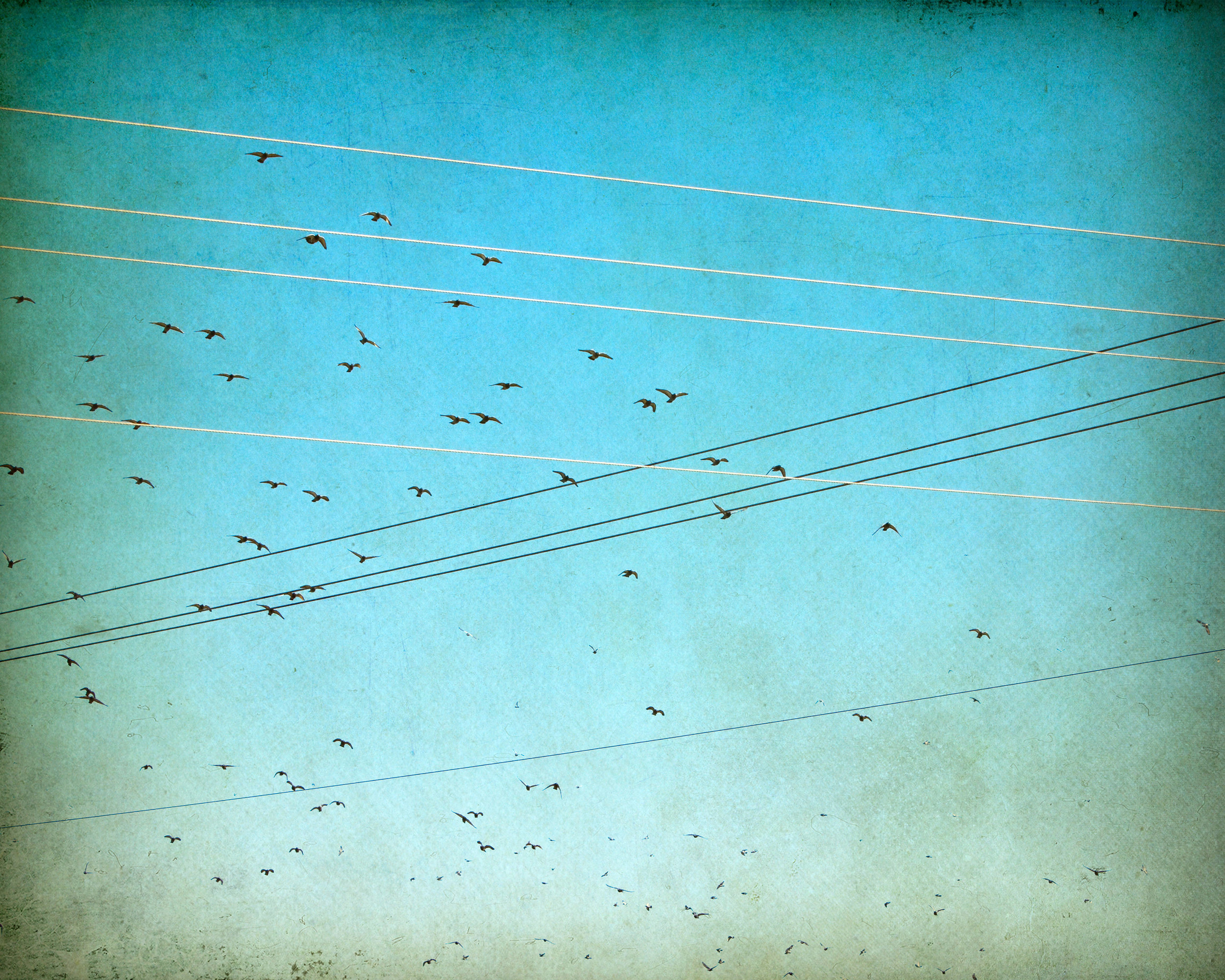 migration-birds-4x5r-3145.jpg
