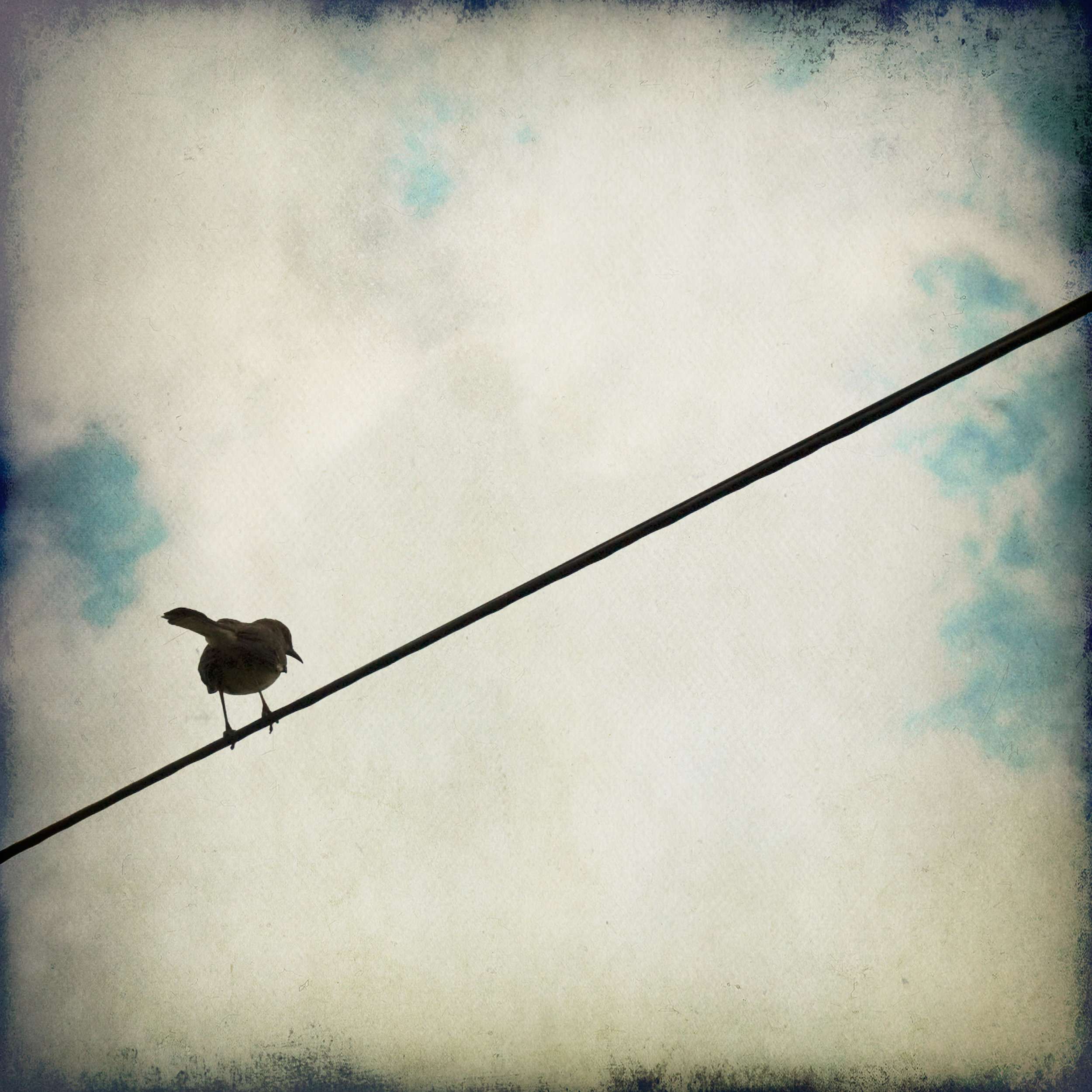 one-birds-sq-3543.jpg