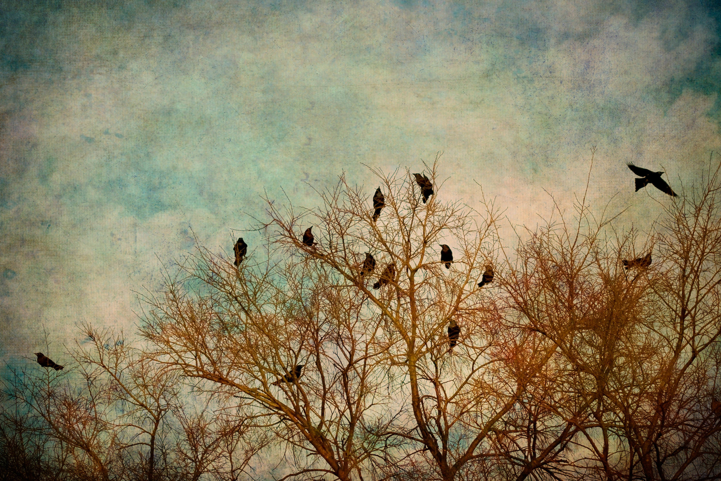 pause-birds-2x3r-9586.jpg