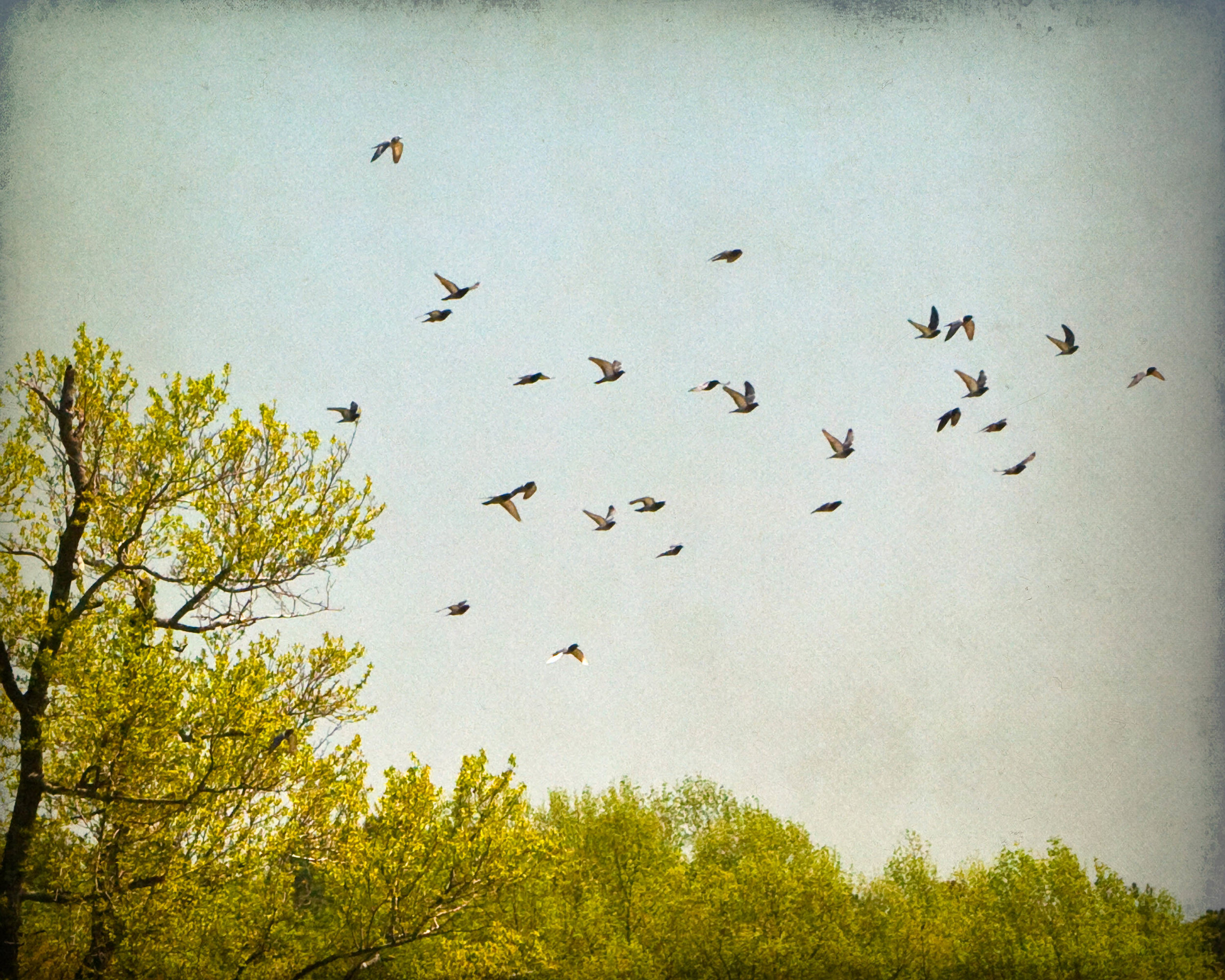 summer-birds-4x5r-4240.jpg