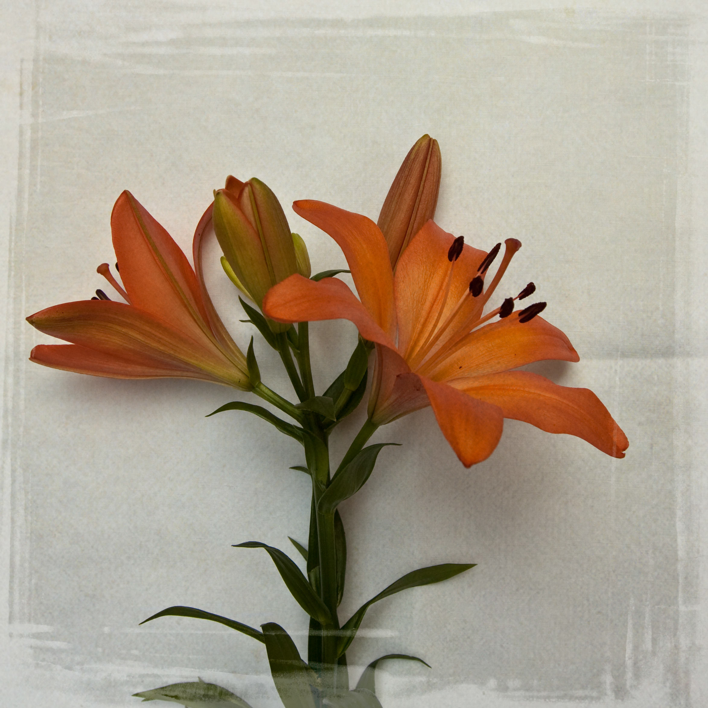 lily-7797.jpg