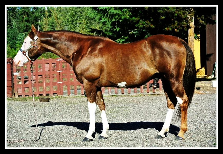 PAGE CLASSIC 1995 APHA Chestnut Overo Stallion