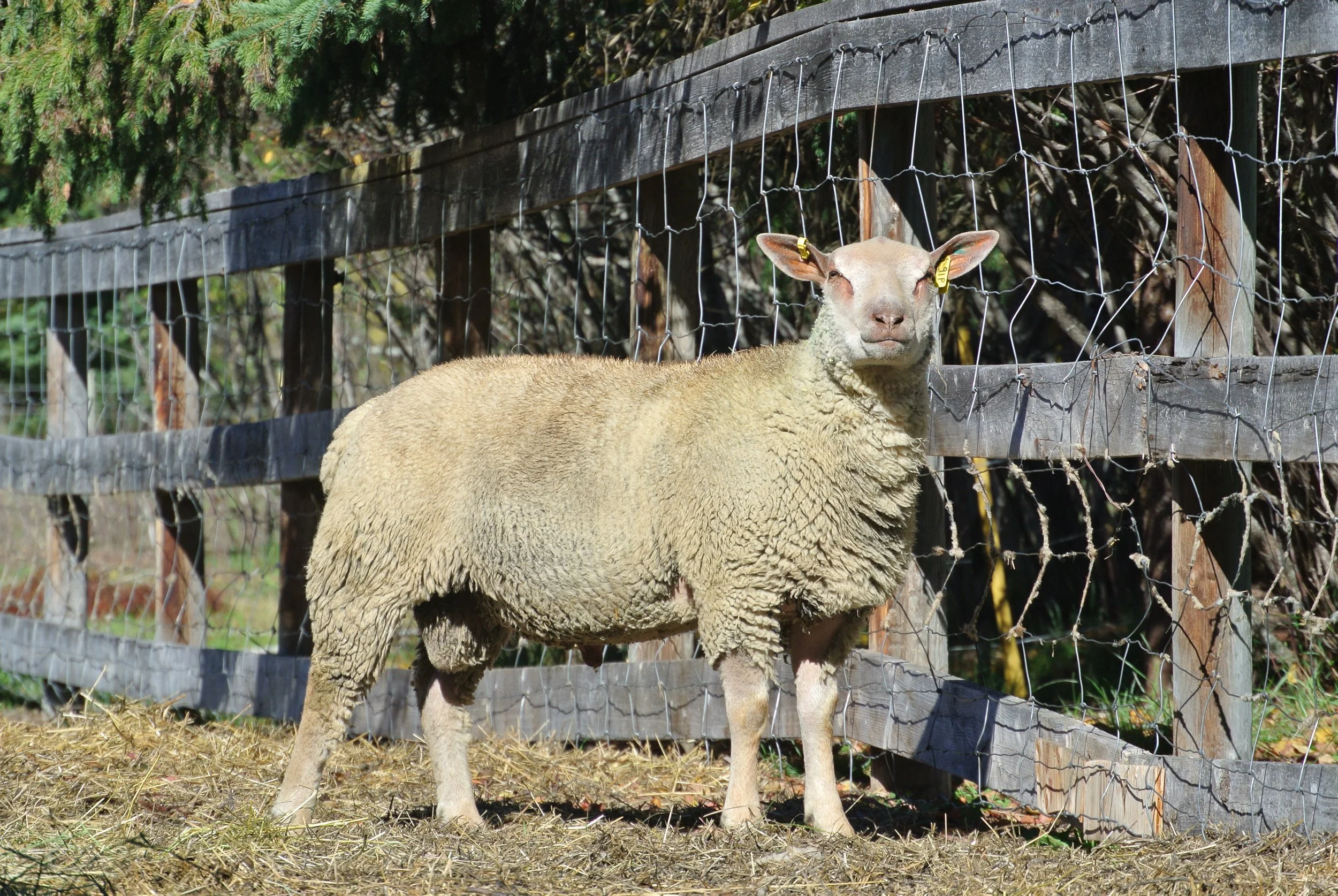 Charollais ram lamb