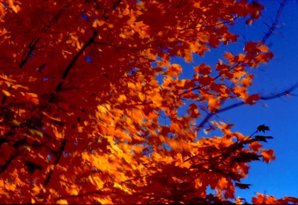 blowing trees2-1000dpi copy copy.jpg
