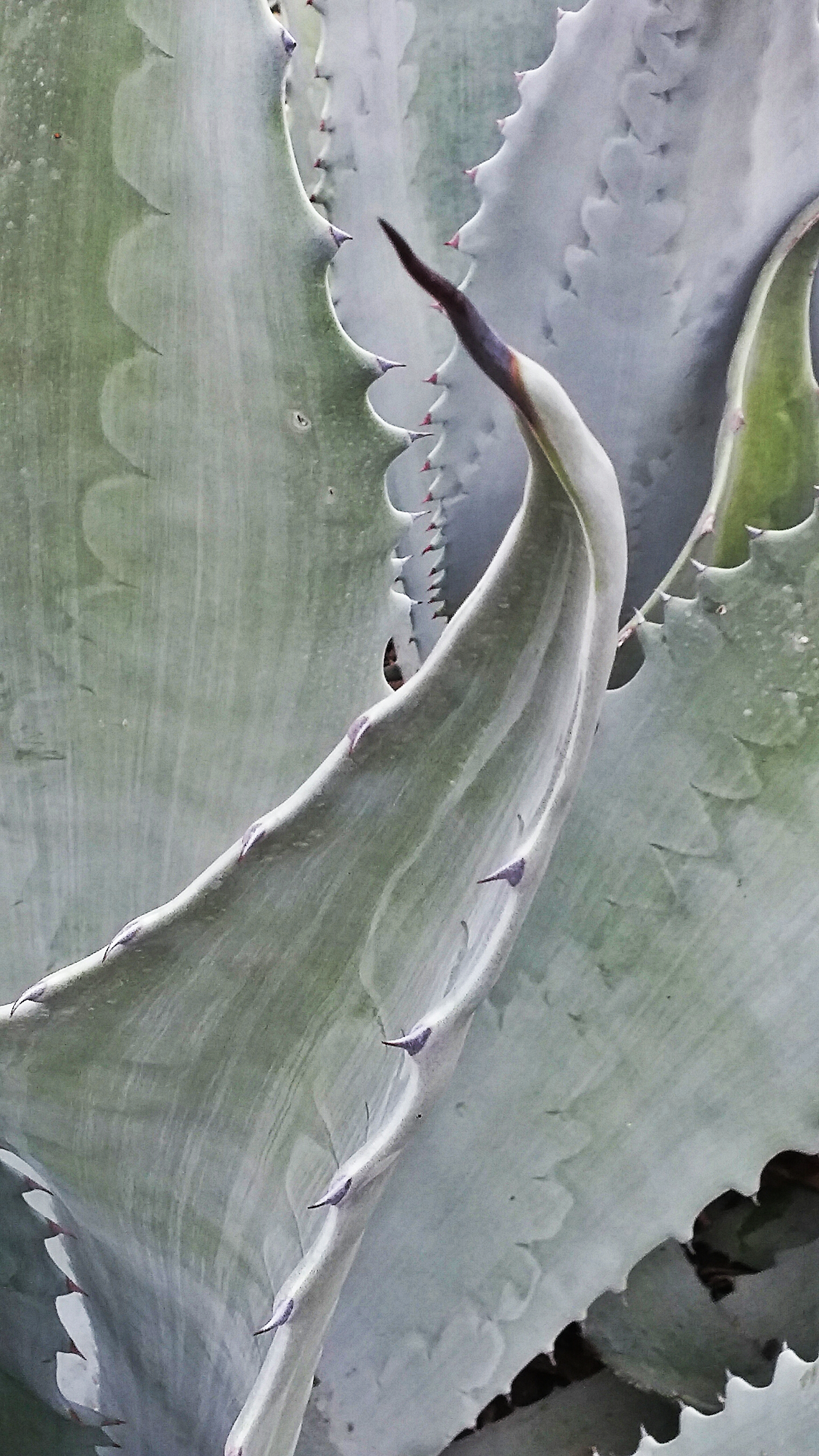 Yucca.jpg