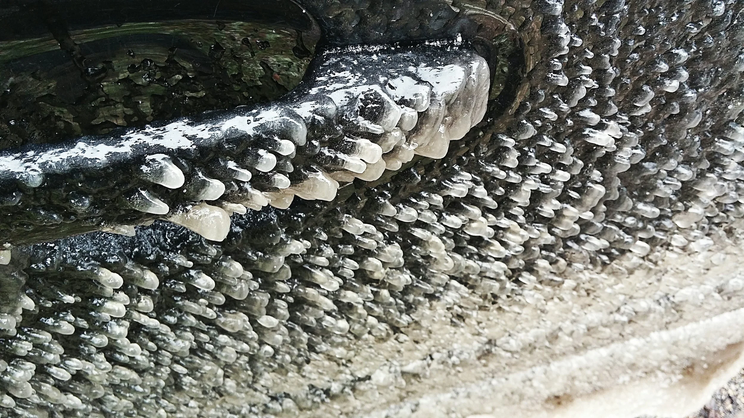TX ICE.jpg