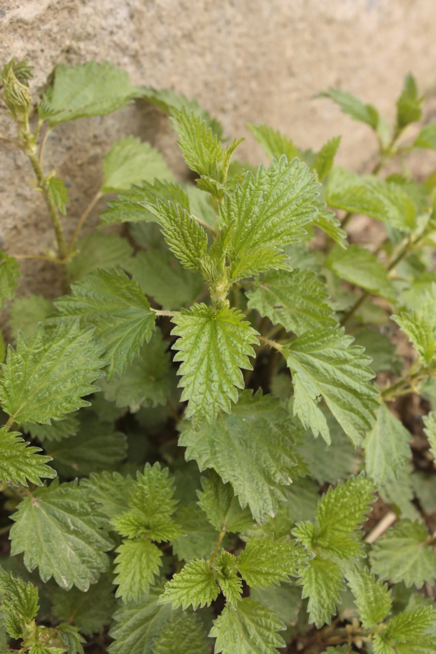 Stinging Nettles are one of the most nutrient-rich foods on the planet! Here is a link to some great recipes using this wild spring edible.