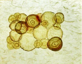 Paper by Pete Lucey